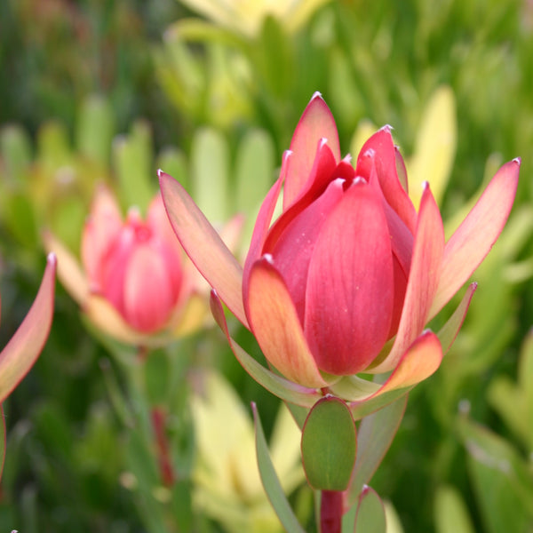 Leucadendron Amy - 14cm Pot