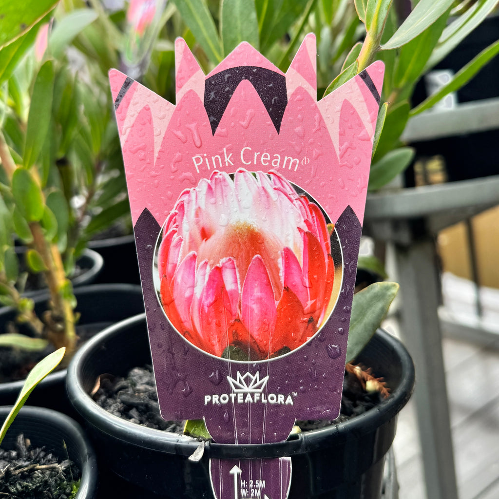 Protea Pink Cream - 14cm Pot