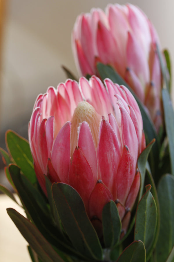 Protea Pink Cream - 14cm Pot