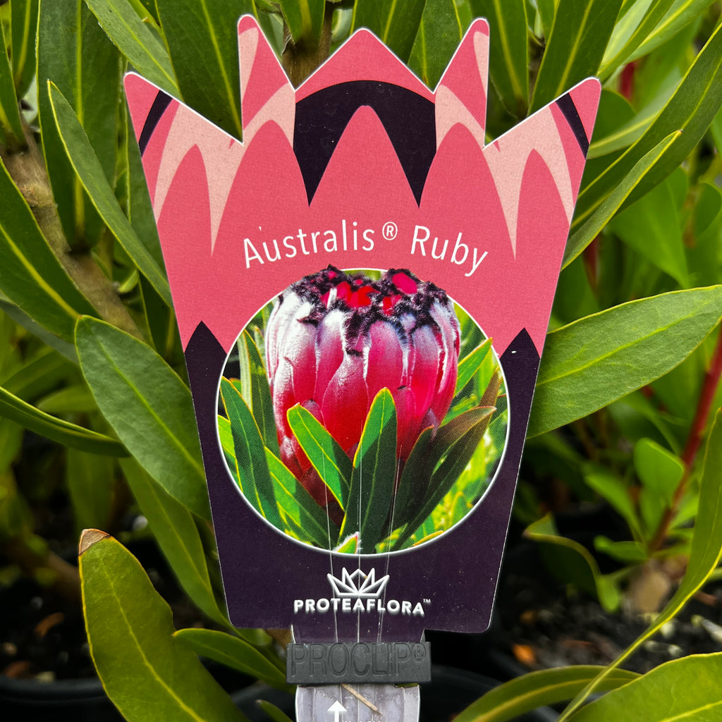 Protea Australis Ruby - 14cm Pot