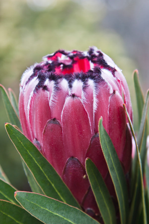 Protea Australis Ruby - 14cm Pot