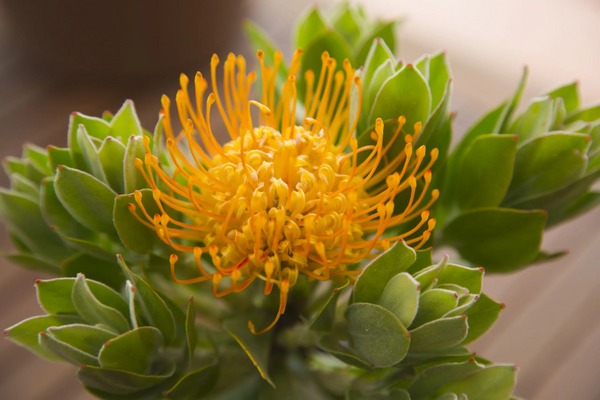 Leucospermum Carnival Copper - 14cm Pot