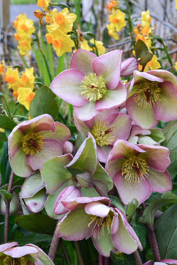 Hellebore Sophie's Delight - 18cm Pot