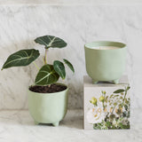 Botanical Candle - Forest