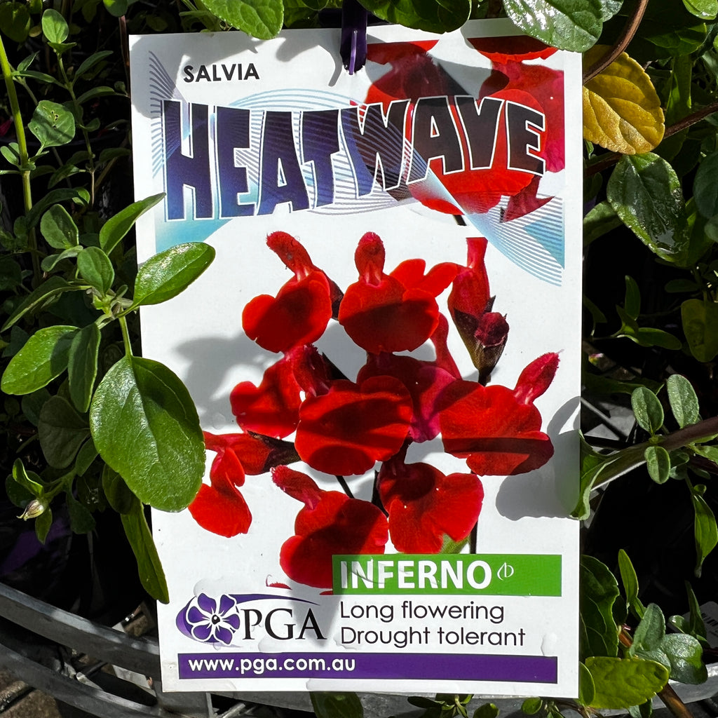 Salvia Heatwave Inferno - 14cm Pot