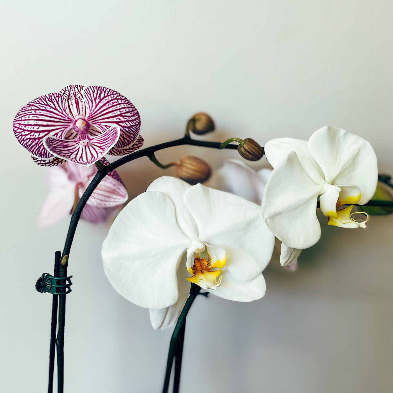 Phalaenopsis Orchid - 12cm Pot