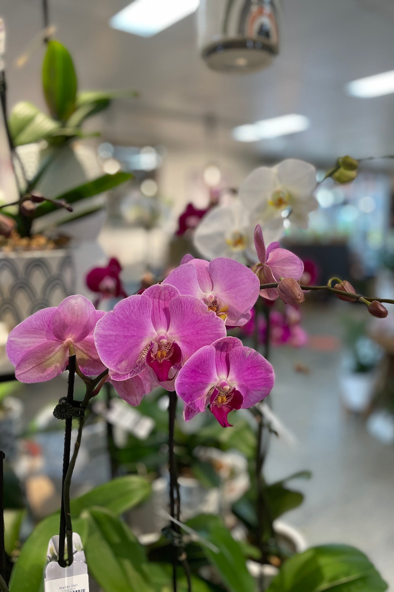 Phalaenopsis Orchid - 12cm Pot