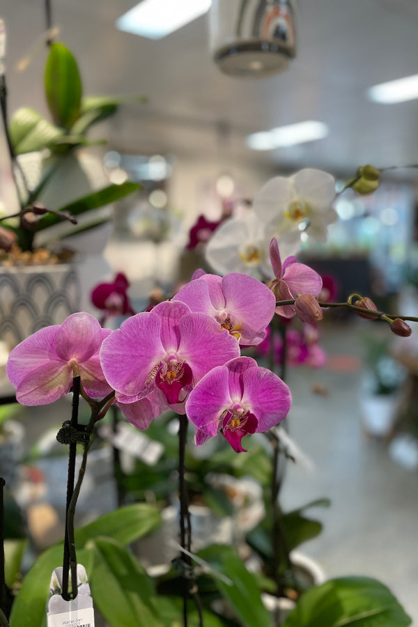 Phalaenopsis Orchid - 12cm Pot