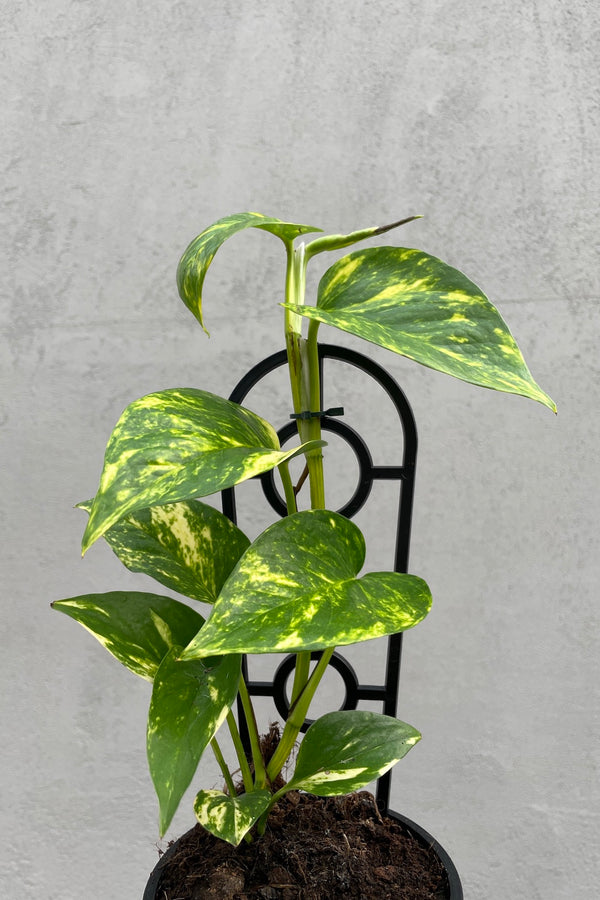 Devils Ivy - 13cm Pot