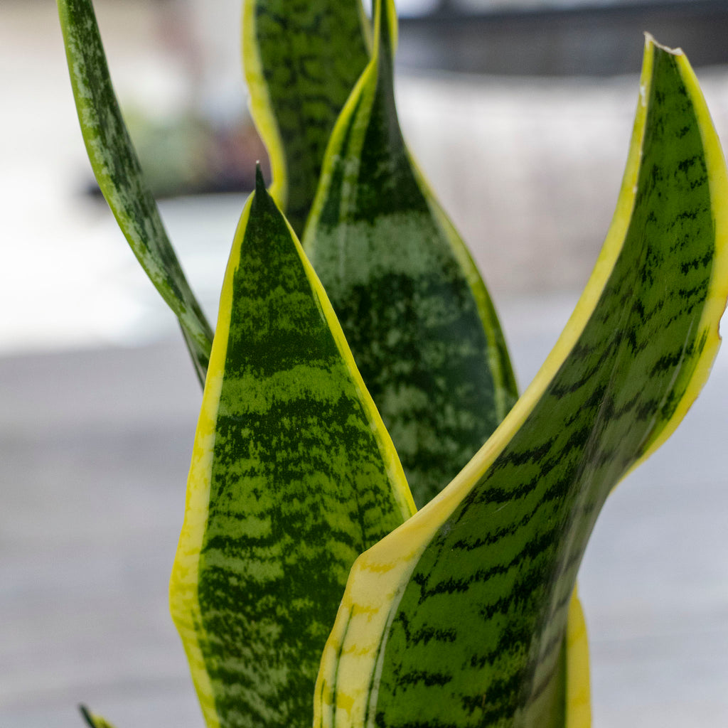 Sansevieria - 15cm Pot