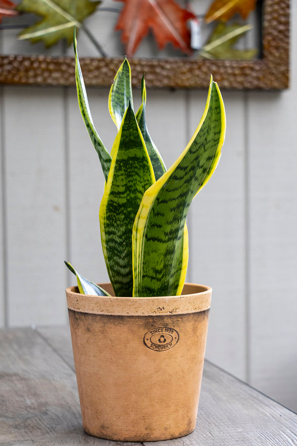 Sansevieria - 15cm Pot