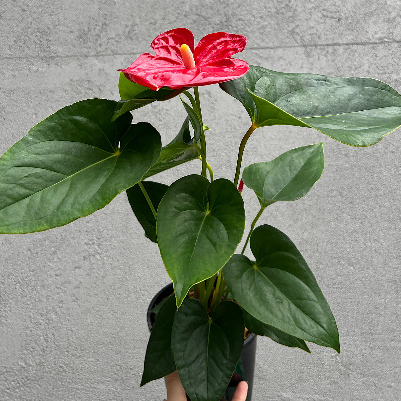 Anthurium - 14cm Pot