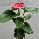 Anthurium - 14cm Pot