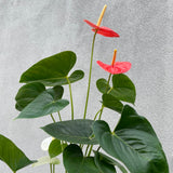 Anthurium - 14cm Pot