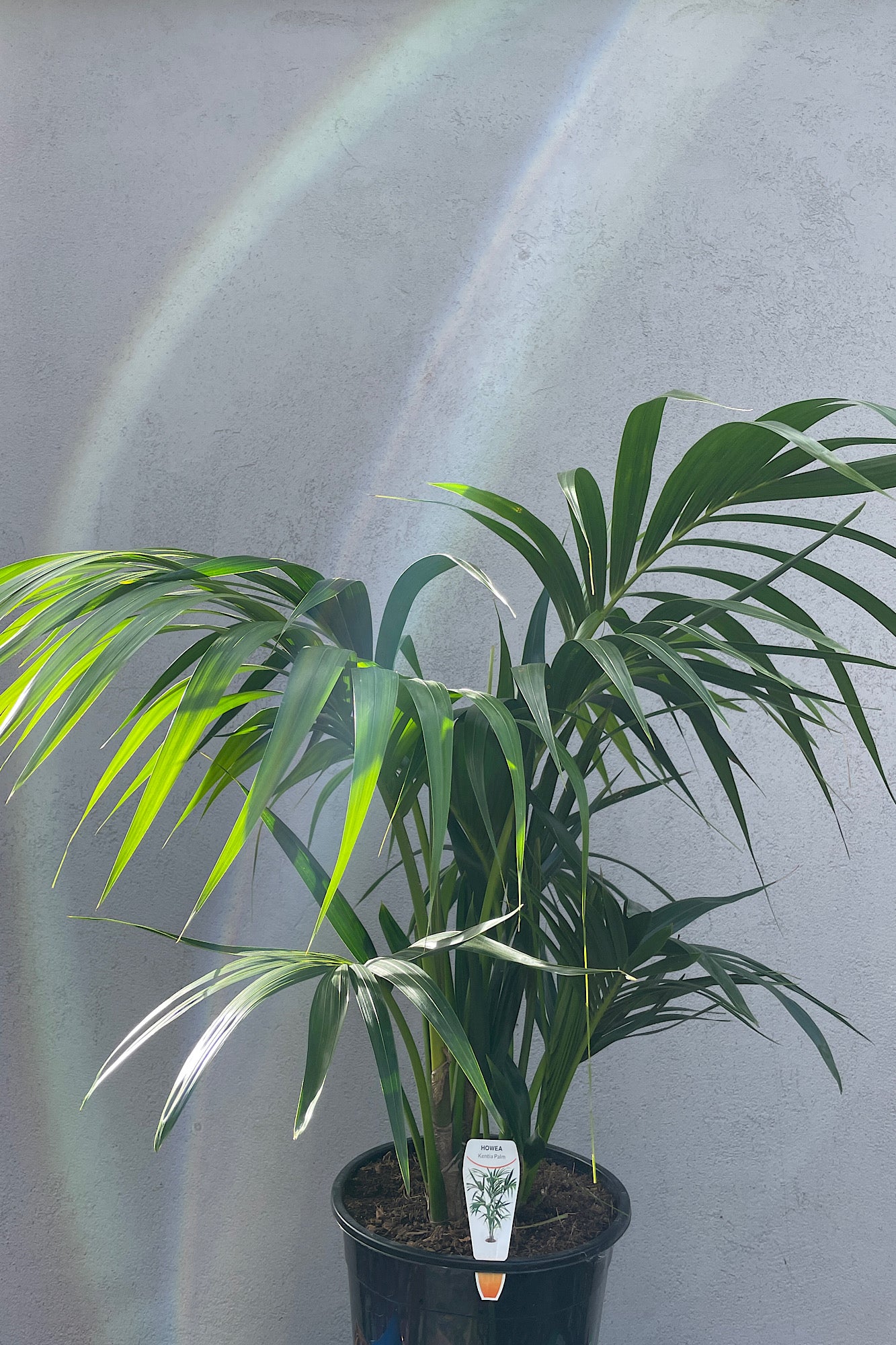 Kentia Palm - 25cm Pot