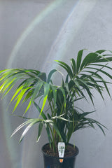 Kentia Palm - 25cm Pot