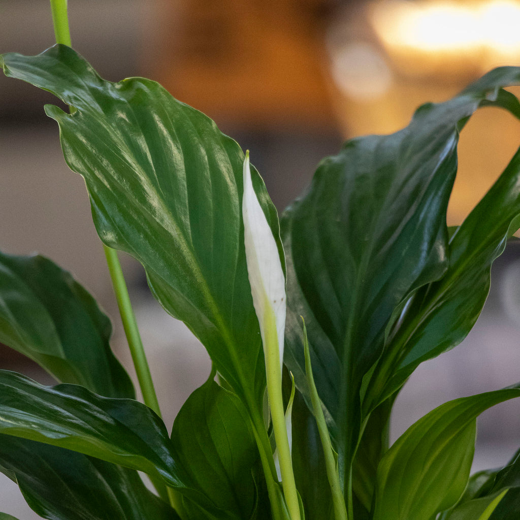 Spathiphyllum - 13cm Pot