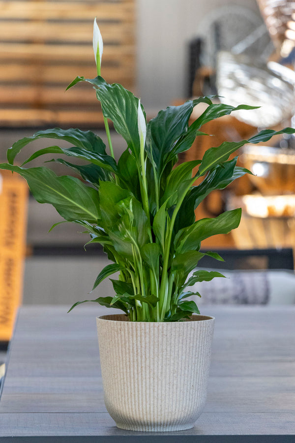 Spathiphyllum - 13cm Pot