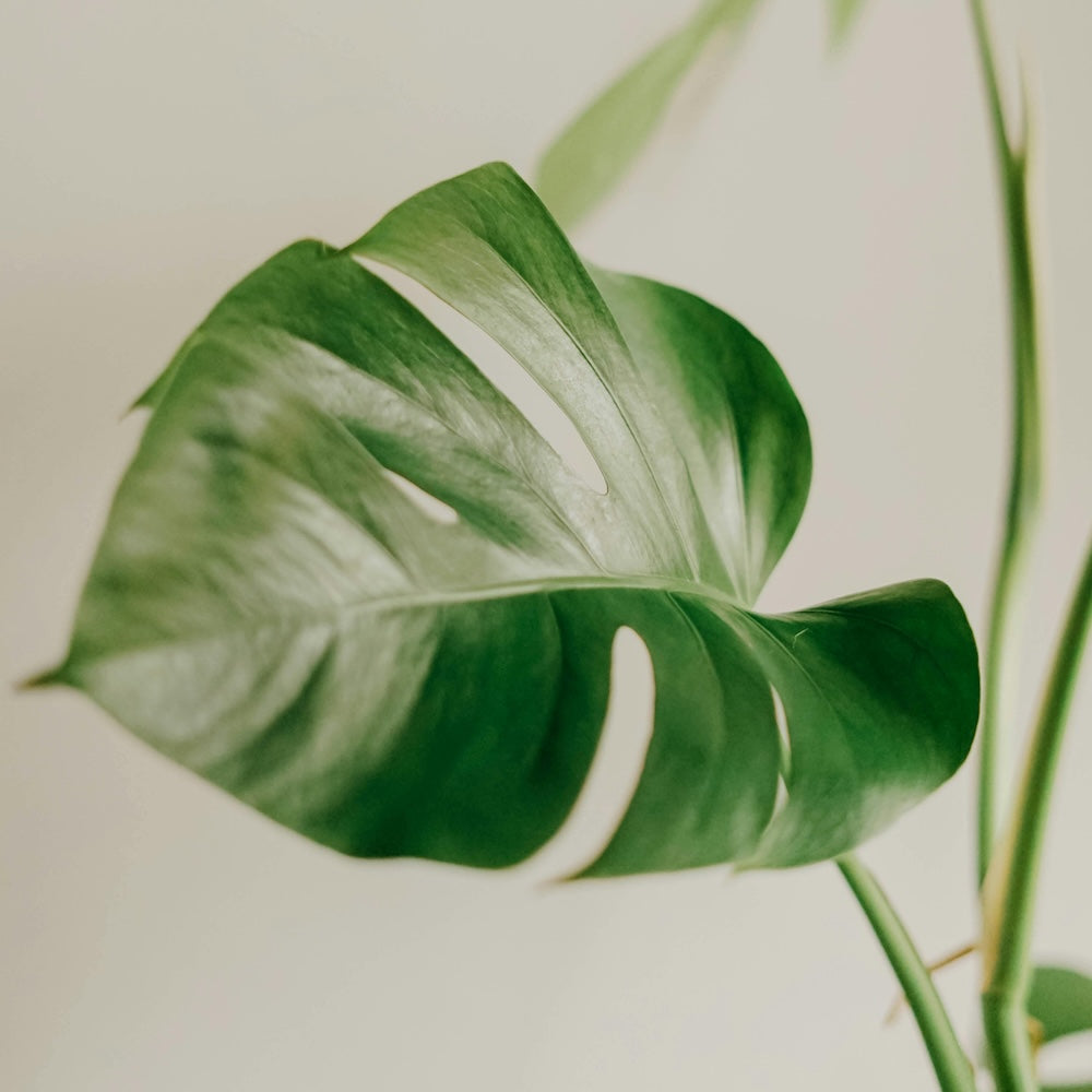 Monstera Deliciosa - 13cm Pot