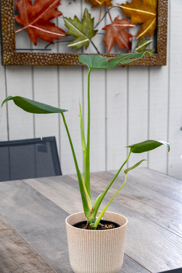 Monstera Deliciosa - 13cm Pot