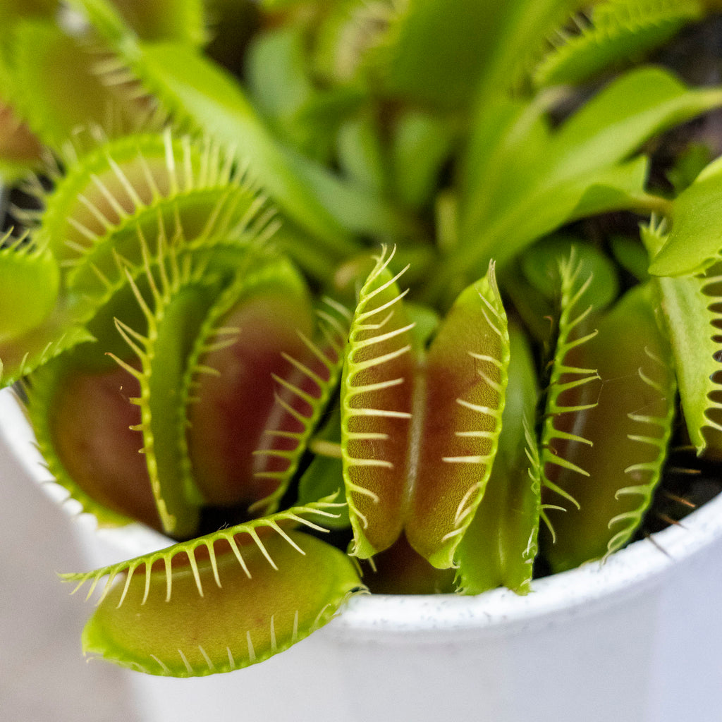 Venus Fly Traps - 7cm Pot