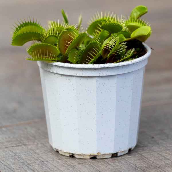 Venus Fly Traps - 7cm Pot