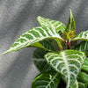 Aphelandra Zebra Plant - 13cm Pot