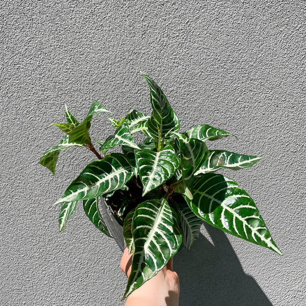 Aphelandra Zebra Plant - 13cm Pot