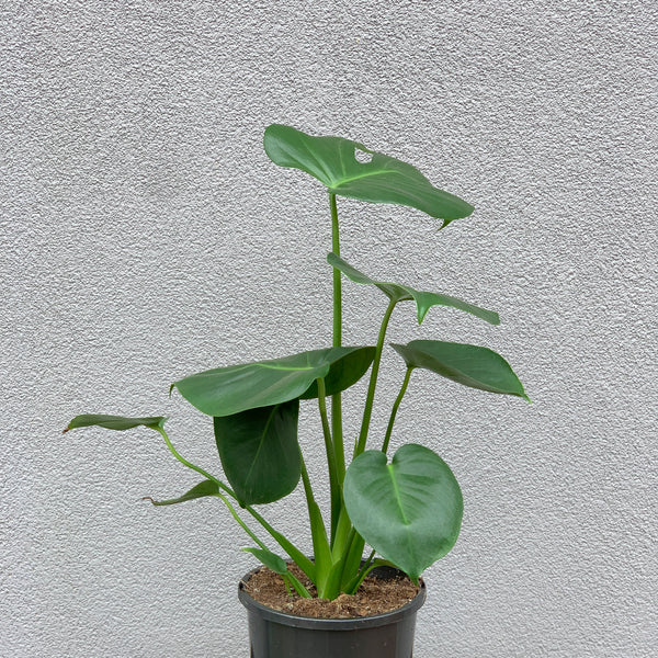 Monstera Deliciosa - 17cm Pot