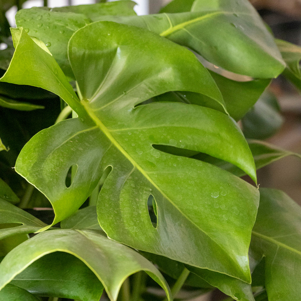 Monstera Fruit Salad - 25cm Pot