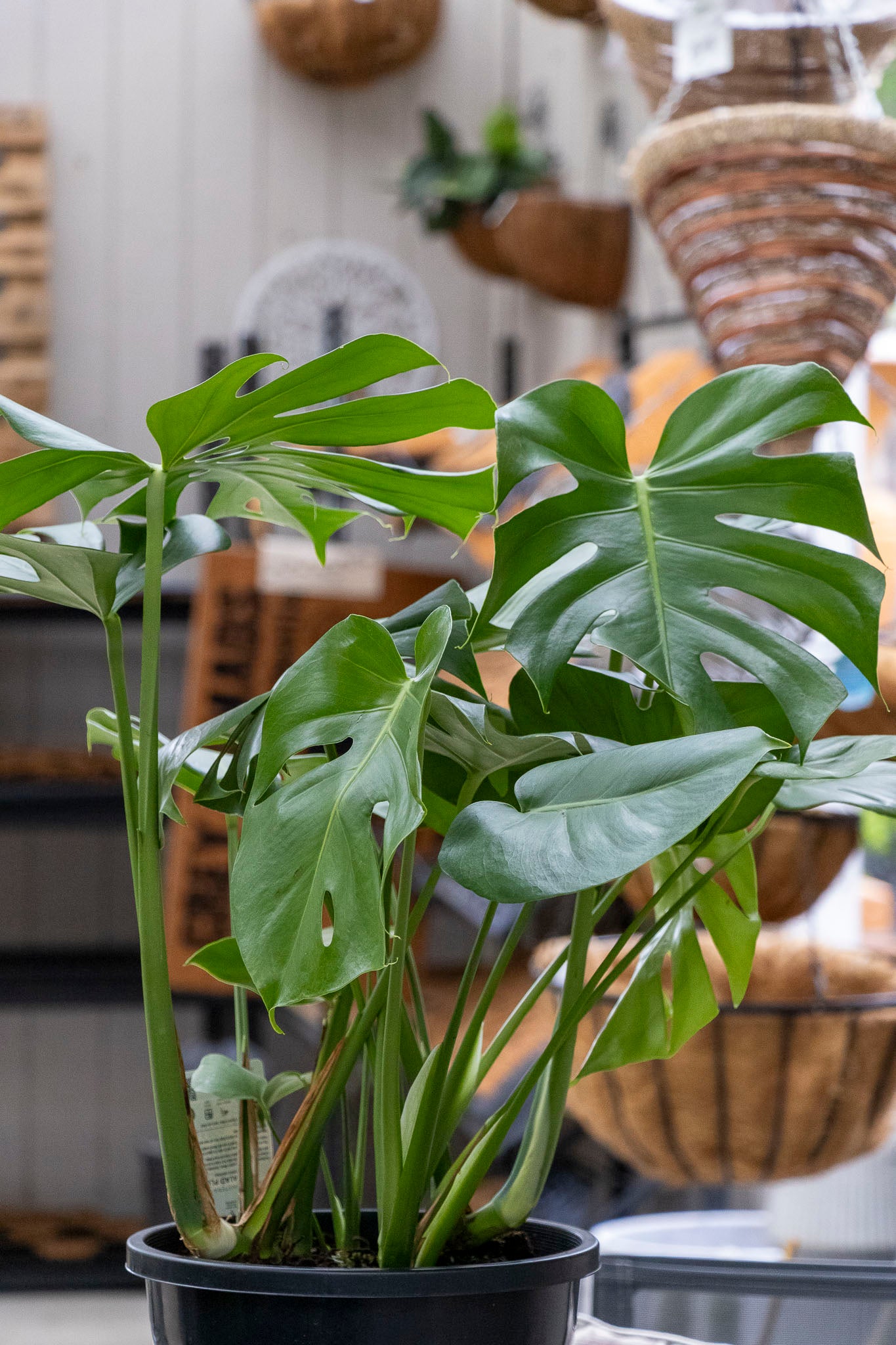 fruit salad plant monstera deliciosa Monstera Fruit Salad
