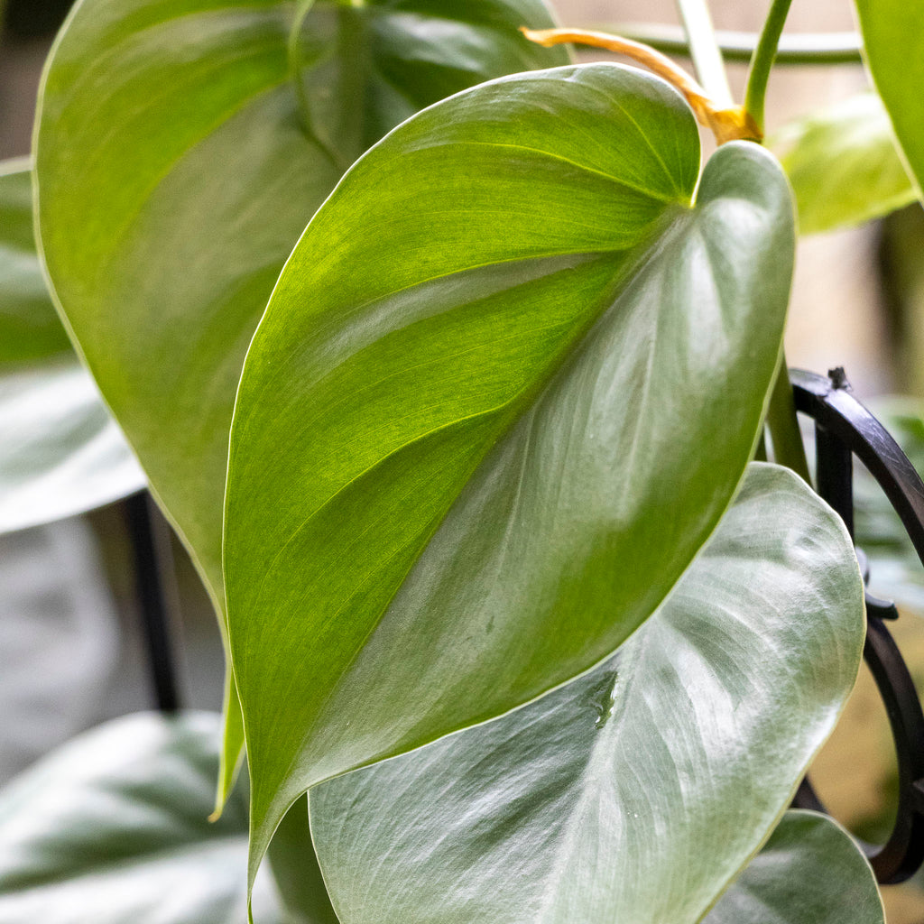 Philodendron Cordatum - 13cm Pot