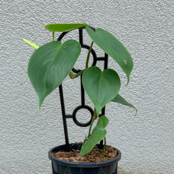 Philodendron Cordatum - 13cm Pot