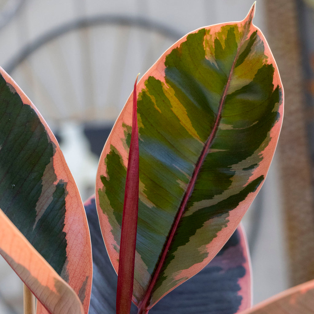 Ficus Ruby - 20cm Pot