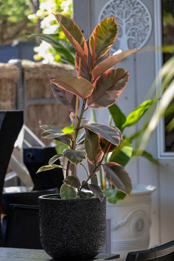 Ficus Ruby - 20cm Pot