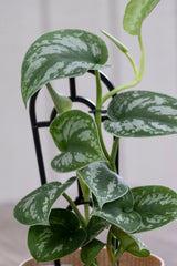 Scindapsus Silver Satin - 13cm Pot