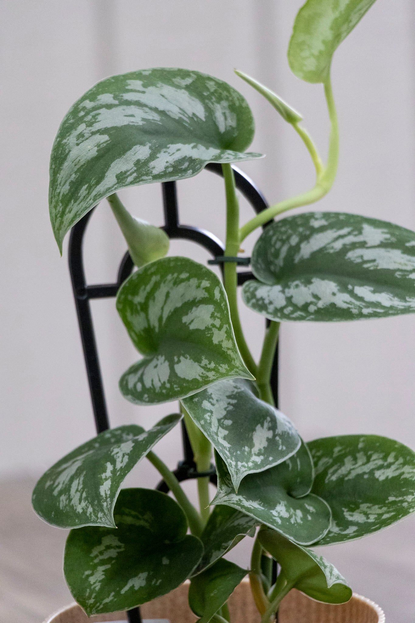 Scindapsus Silver Satin - 13cm Pot