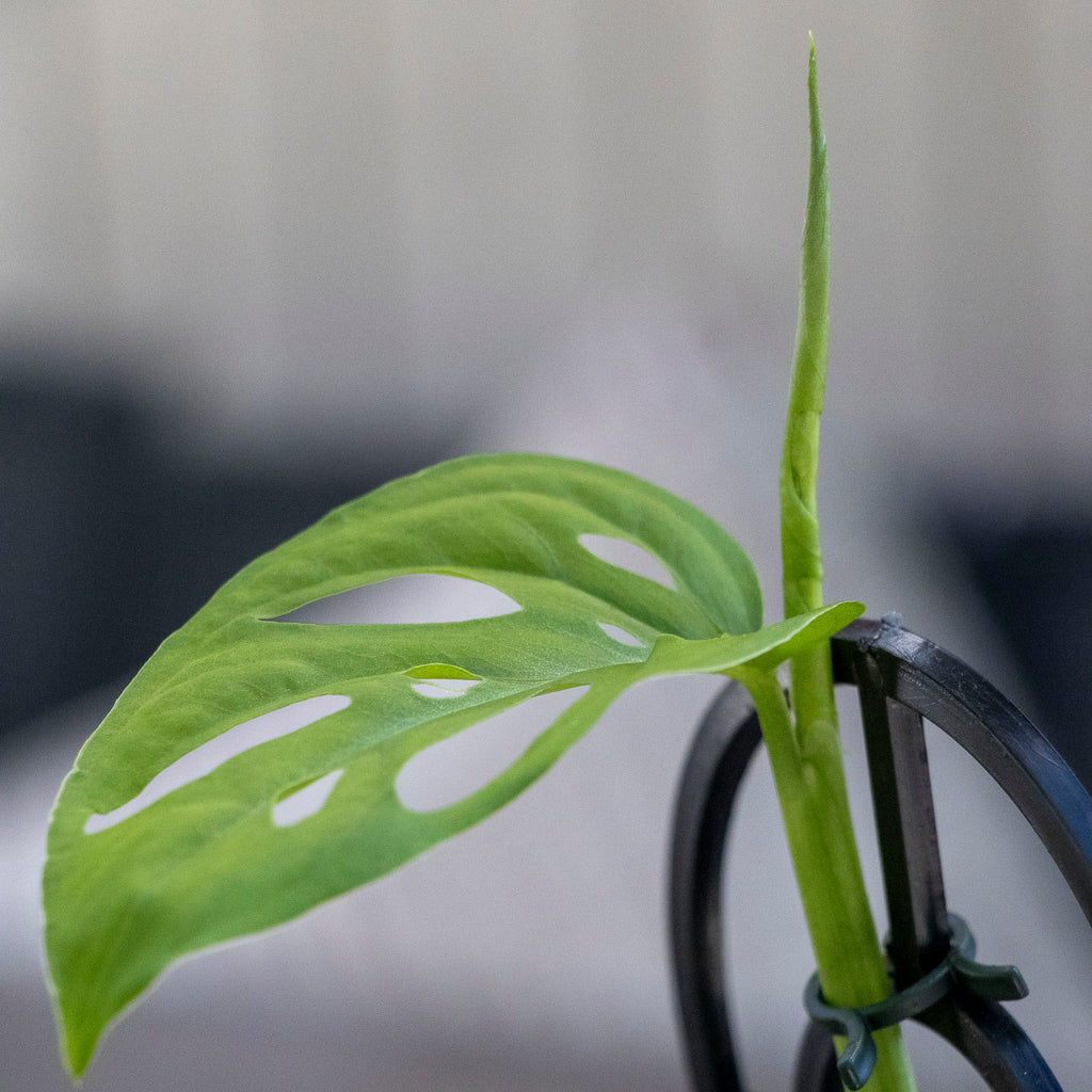 Monstera Swiss Cheese Plant - 13cm Pot