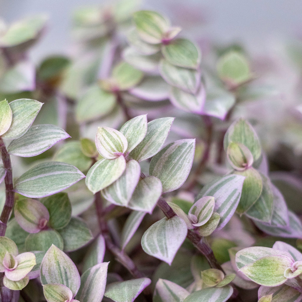 Callisia Repens Pink Panther - 13cm Pot