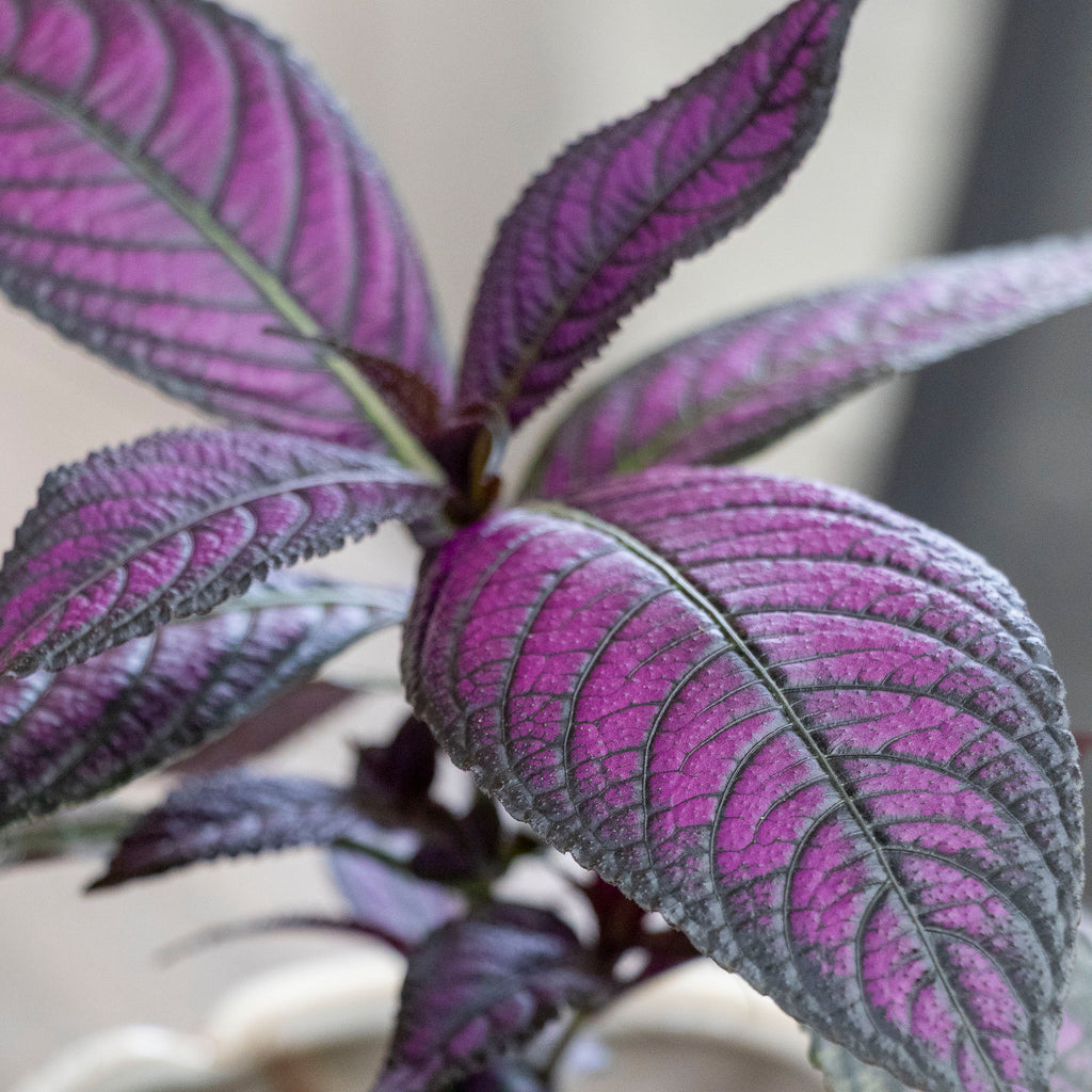 Strobelanthes Persian Shield - 13cm Pot