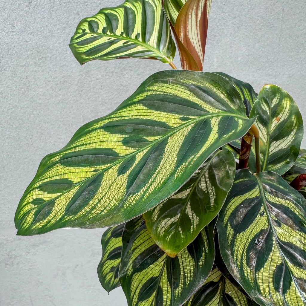 Calathea Peacock Plant - 13cm Pot