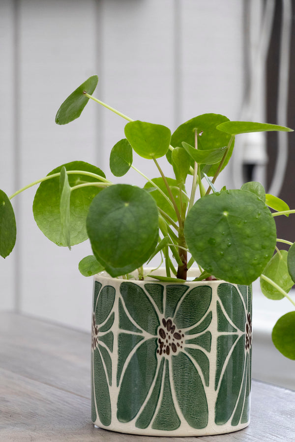 Pilea Chinese Money Plant - 13cm Pot