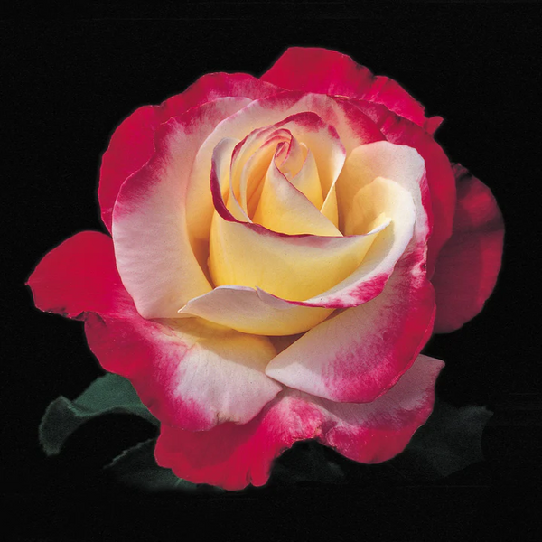 Bush Rose Double Delight - 20cm Pot