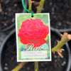 Bush Rose Loving Memory - 20cm Pot