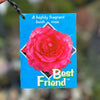 Bush Rose Best Friend - 20cm Pot