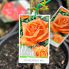 Bush Rose Remember Me - 20cm Pot