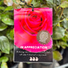 Bush Rose In Appreciation - 20cm Pot