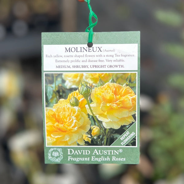 David Austin Bush Rose Molineux - 20cm Pot