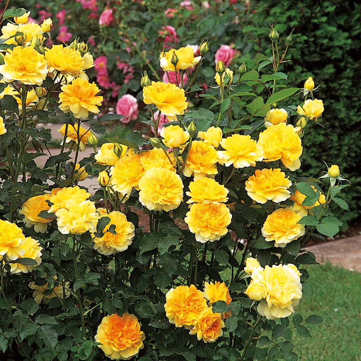 David Austin Bush Rose Molineux - 20cm Pot