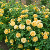 David Austin Rose Golden Celebration - 20cm Pot